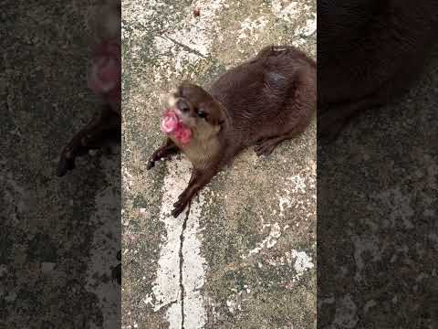 Feast Your Eyes on Cozy Cuties Eating: So Adorable! #otter #puppy #cute