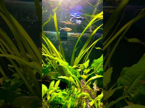Betta Fish Heaven #bettafish #petsmart #aquariumhobby