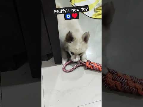 Fluffy's new toy #dog #puppy #cute #ytshorts #trending