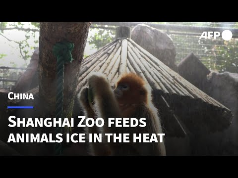 Zoo animals cool off as summer heat grips Shanghai | AFP