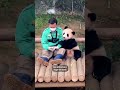 A warm farewell to #panda Fu Bao  - 00:53 min - News - Video