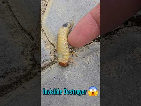 2 Secrets You Never Knew! 🪱😱 #shorts #amazingfacts #whitegrub