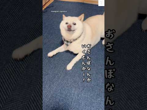 白柴犬の日常動画｜かわいさとユーモアたっぷりの癒しコンテンツ サムネイル