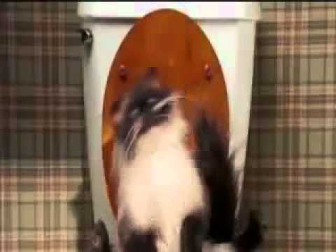 Date Movie - Jinxers The Pooping Cat Takes A Dump (Better Quality ...