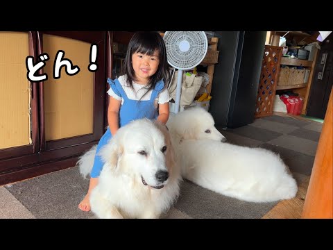 【すごい…】３歳児に上に乗られるのにすっかり慣れた超大型犬、この後まさかの行動に出ました‥！｜グレートピレニーズ&オールドイングリッシュシープドッグ&トイプードル