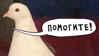 пепепе