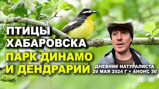 Хабаровск. Птицы парка Динамо и Дендрария