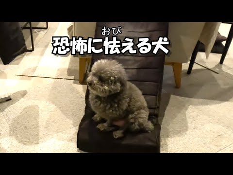 恐怖で怯える弟犬のためにひと肌ぬぐ兄犬…ｗ