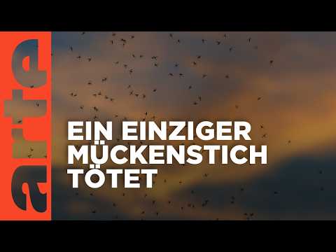 Kenia: Die Mücken schlagen zurück | ARTE Reportage