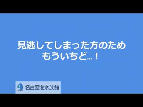 猫の動画サムネイル - 卵を抱えたお引越し