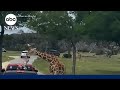 Giraffe lifts toddler out of truck