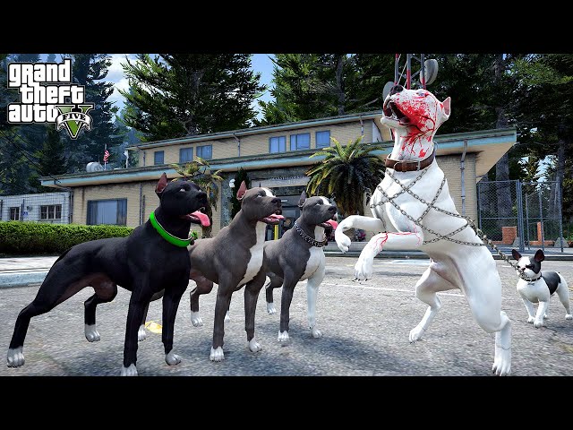BEYAZ PİTBULL JACK RUHSUZ EĞİTİMİ ALIYOR! ARTIK EN GÜÇLÜ O! - GTA 5 PİTBULL'UN HAYATI