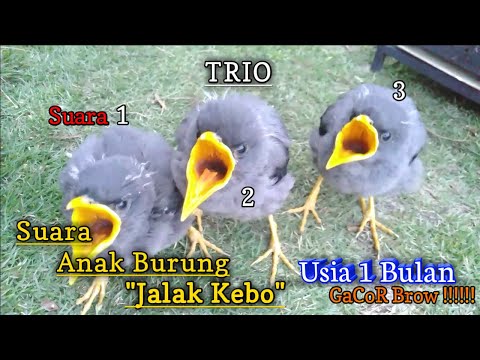 Suara Anak Jalak Kebo Umur/Usia 1 Bulan||Mantap|| GaCoRRR...... Terbaru!!!!