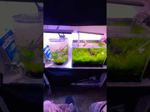 Simple Bookshelf Aquascapes... #aquascape #shrimpt 