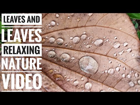 Leaves and Leaves: Relaxing Nature Video
