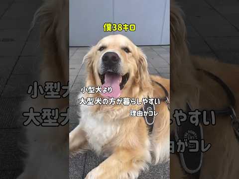 ゴールデンレトリバーと安心して暮らすためのガイド サムネイル