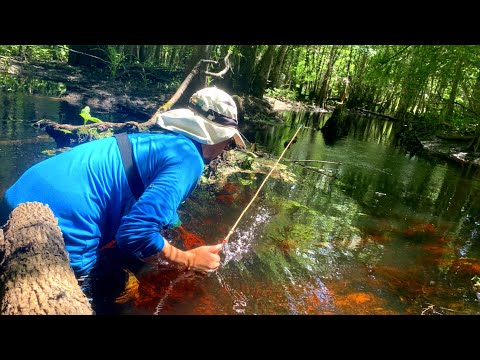 *DEEP* in the Woods!! - Micro Fishing Nano Aquariu A day I'll never forget. Following a river deep into a flooded forest with alligators to spend hours