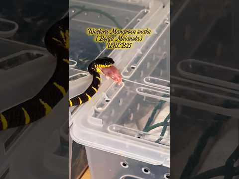 Baby mangrove snake eating 4x the speed! #reptiles #snake #wildlife #pets #animals #venomous #fypシ