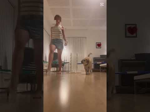 Why not tho- #horse #equestrianjourney #equestrian #viral #pony #dog #jumping #synk #67