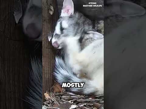 What animal is called a ringtail? #shorts #animals #animalkingdom #ringtail #wildlife