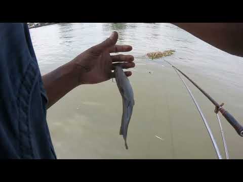 Câu cá sông Đồng Nai. Hôm nay Câu cũng được kha khá cá. @chautientv