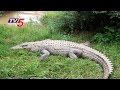Crocodiles face Difficult Conditions in Manjira River