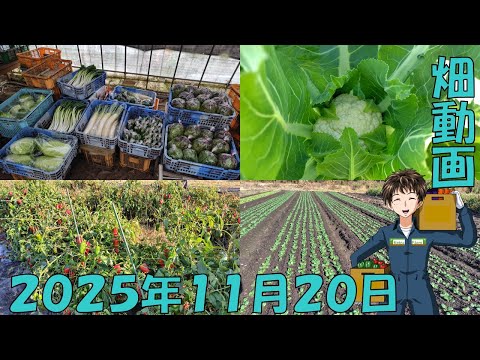 【25/11/20】ピーマンの収穫が今日で終わり、全ての夏野菜が終了。かなり引っ張りましたねww