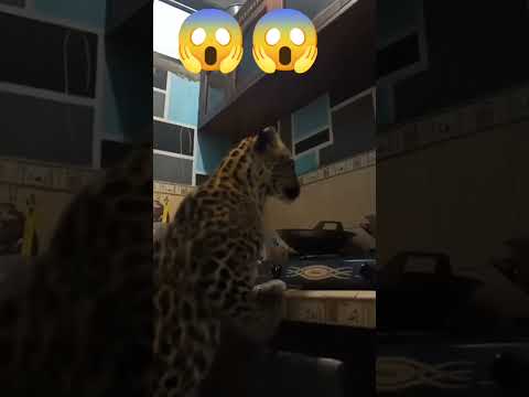 ADA MACAN TUTUL MASUK DAPUR⁉️MAU NGAPAIN KURA KIRA#trendingshorts