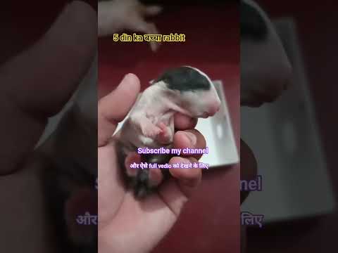 #mannurabbit subscribe my cbannel