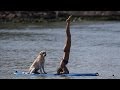 Tournoi de stand up paddle pour les chiens au Brésil