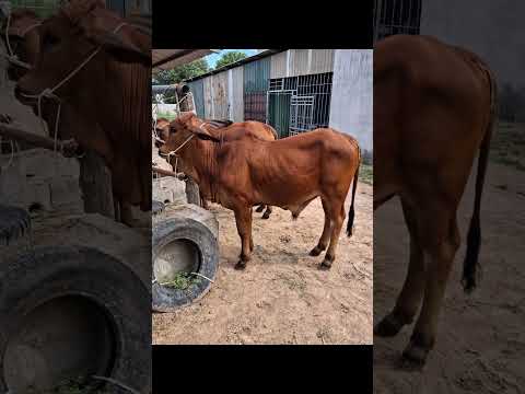 tổng hợp những chú bò chưa đạt yêu cầu #thanh vlog2271.tổng hợp những chú bò .