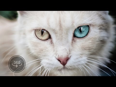 How Animals See The World (360° Video) by BuzzFeedVideo