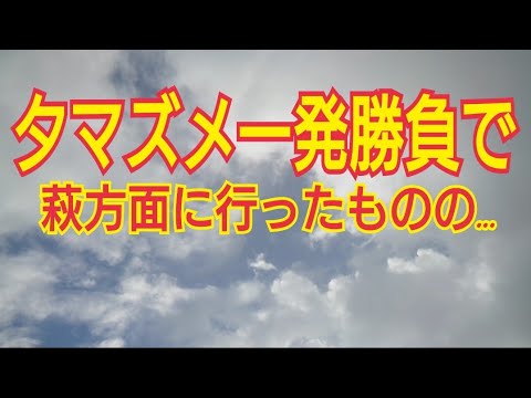 夕方の一発勝負で萩方面へ行ったものの…