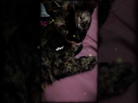 #drawing #drawing, #lifeisbutadream #dailyvlog #art #nothingimposibleinthisworld #cat