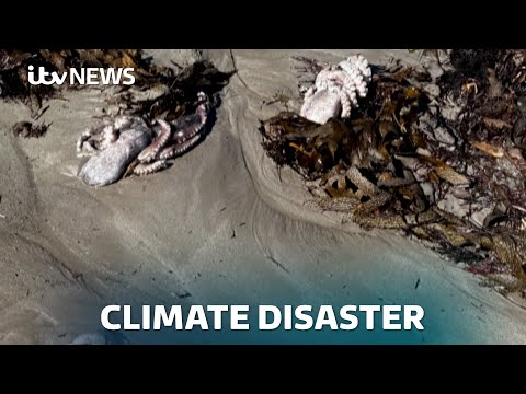 'Environmental Disaster': Algal bloom decimating Australian coasts and industries | ITV News