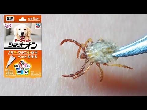 マダニ駆除薬を塗った体にマダニを落とすとどうなるのか？