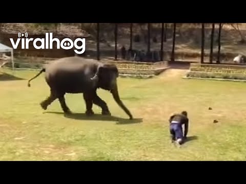 Што прават слоновите кога некој ќе ги нападне нивните пријатели?