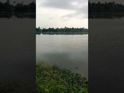 പ്രകൃതി മനോഹരി ❤ #kuttanad #beautiful #nature #naturelovers