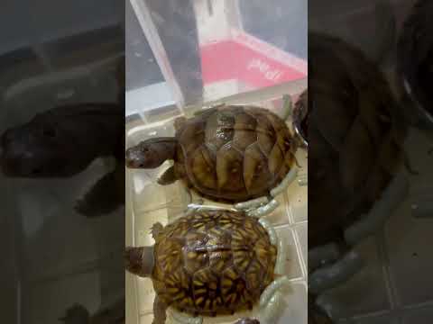 自宅で産まれた亀が可愛過ぎて #boxturtles #turtle