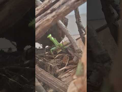 Minecraft Mantis Lava Chicken Meme #minecraft #lavachicken #mantis #meme #nintendo #gamer #insects