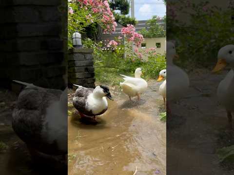 水浴び中にダッシュするアヒル。Ducks dashing while bathing.