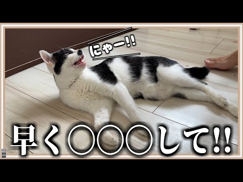 【しゃべる猫】日本語を理解しているとしか思えない猫、必死に何かを訴えてきます。
