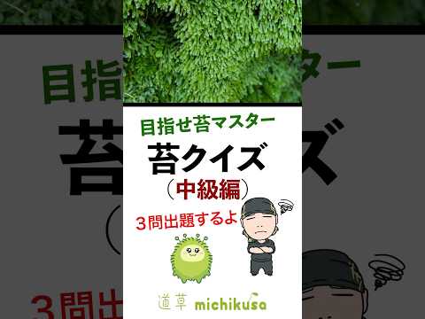 苔クイズに答えて、苔マスターを目指そう！中級編　#苔クイズ　#クイズ