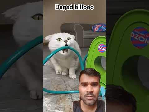 #funny #pets #cat #animals #cute #cats #amazingmemes #catmemes #comedy #catphotos