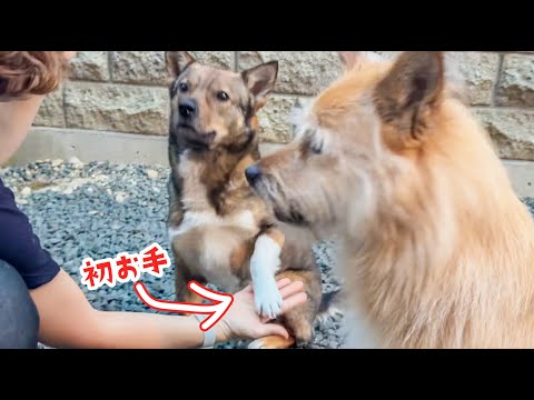 チャーリー初めての「お手」に成功!その瞬間がこちらです
