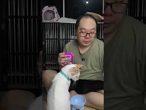 Review Wetfood kucing Whiskas