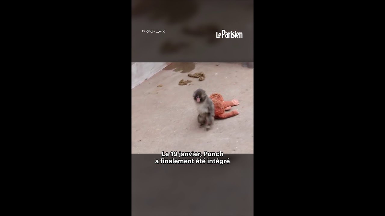 Punch, le bébé singe abandonné trouve du réconfort auprès d'une peluche