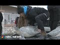 Cold-stunned sea turtles find refuge at Texas rescue facility