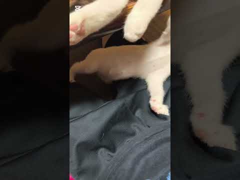 そばいている猫#子ネコ #cat #戯れる
