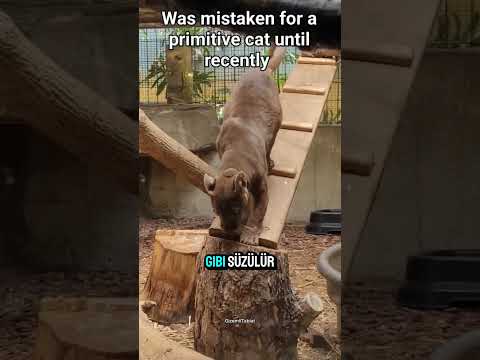 🔥 Madagaskar’ın Gizli Yırtıcısı Ortaya Çıktı!